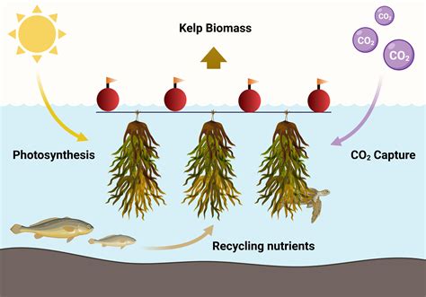 How To Kelp The Planet The Pipettepen