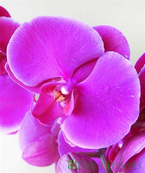Send A Moth Orchid As A Plant T Quality Plants Fast