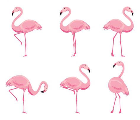 Flamingo Clipart Set Tropical Bird Drawing Isolated On White