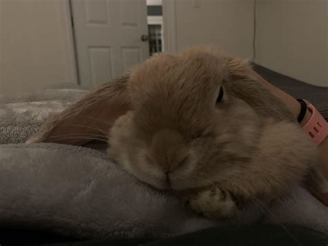 Bedtime Cuddle Sesh R Rabbits