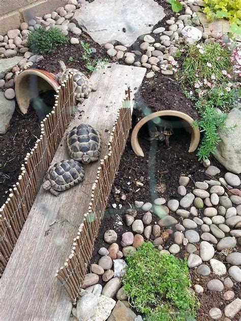 25 Building Outdoor Habitats For Turtles Meowlogy Turtle Habitat