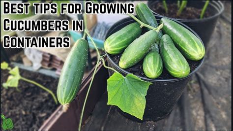Best Tips For Growing Cucumbers In Containers GreenHouse 5 Gallon