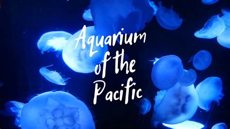 Aquarium Of The Pacific Youtube