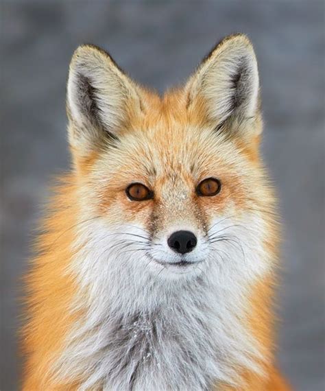Portrait Of A Fox By Jenaya Launstein Wildlife Photography Wildlife