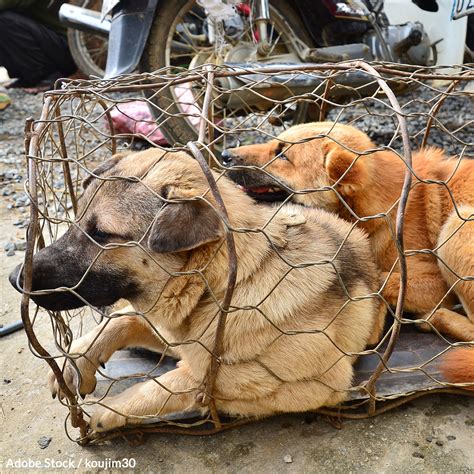 Tell Vietnam To Take Dogs Off The Menu Take Action The Animal