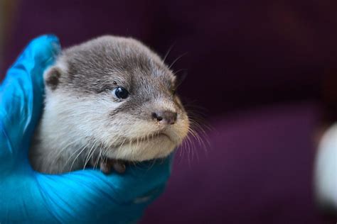 Baby Otters Were Born At Battersea Zoo And The Pictures Are Adorable