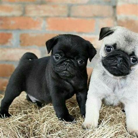 Pin En Perros Pug