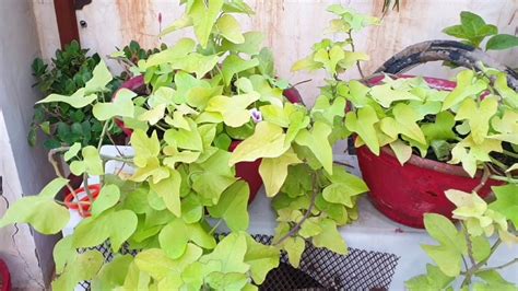 How To Grow And Care Sweet Potato Vine Fun Gardening Youtube