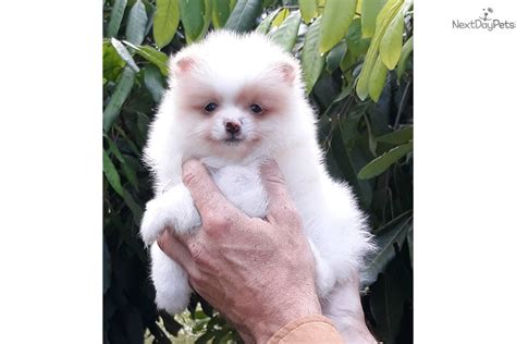 Pomeranian Puppy For Sale Near South Florida Florida 7bb5524c 4721