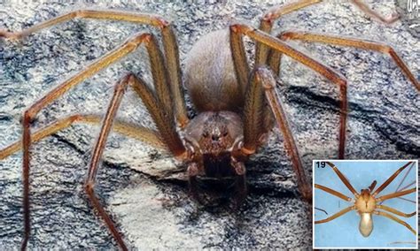 Spiders Dangerous To Humans ~ Wolf Spider