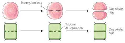 BiologÍa 2º Bachillerato División Del Citoplasma Citocinesis