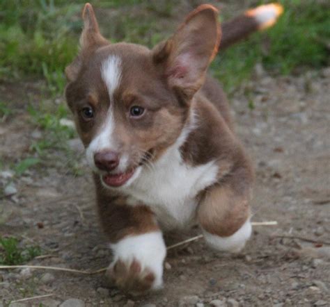 The cardigan welsh corgi is a long, low to the ground dog. Cardigan Welsh Corgi - Puppies, Rescue, Pictures ...