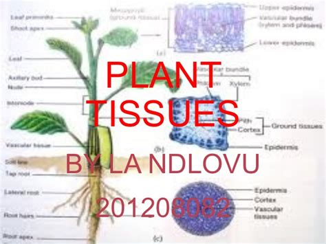 Plant Tissues Presentation