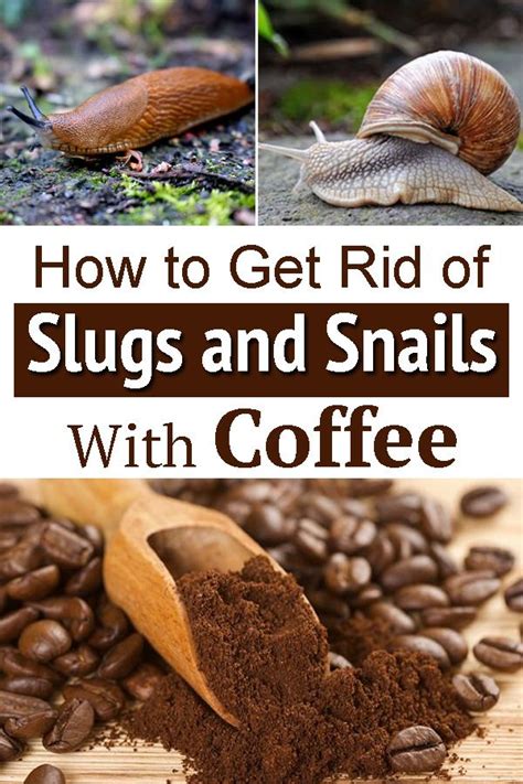 Let us know how you managed to get rid of your snail/slug garden infestation in the comments below! How to Get Rid of Slugs and Snails With Coffee - Hello ...