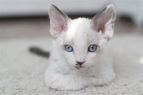 Cat Breeds That Stay Small Cuteness