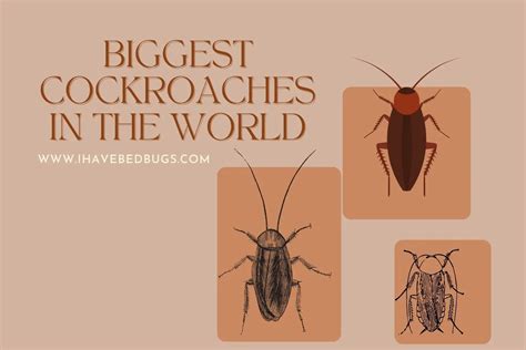 Biggest Cockroaches In The World Growth Traits And More