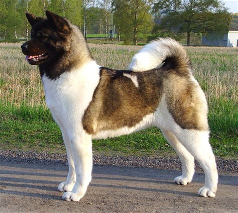 Where does the american akita come from? American Akita - dog breed information, picture and facts ...