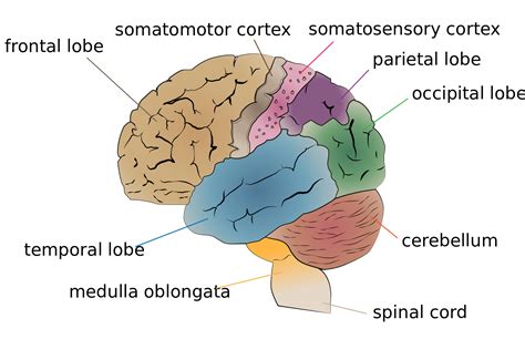 Diagram Of The Brain