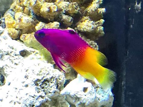 14 “finding Nemo” Fish Species In Real Life With Pictures Tinyphant