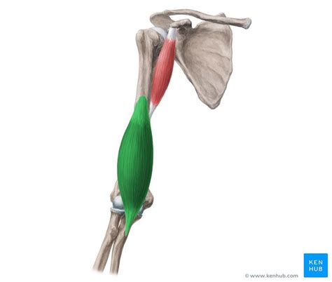 This Article Covers The Anatomy Of The Brachialis Muscle Including