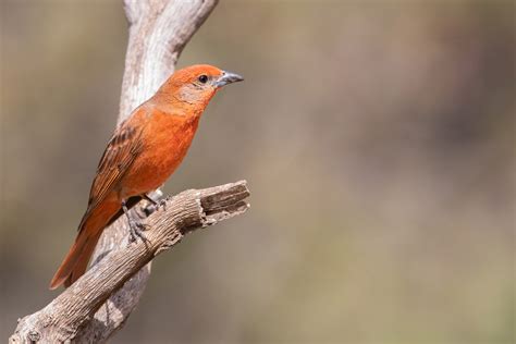 Hepatic Tanager Audubon Field Guide