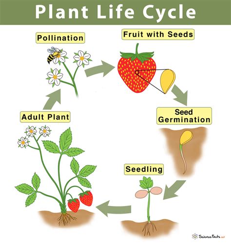 Life Cycle Of A Plant For Kindergarten