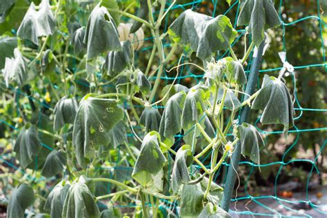 Cucumber Mosaic Virus Prevention And Control Garden Eco