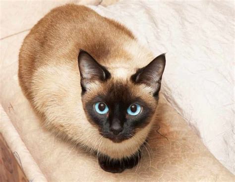 Siamese Cat Personality And Behavior Pettime