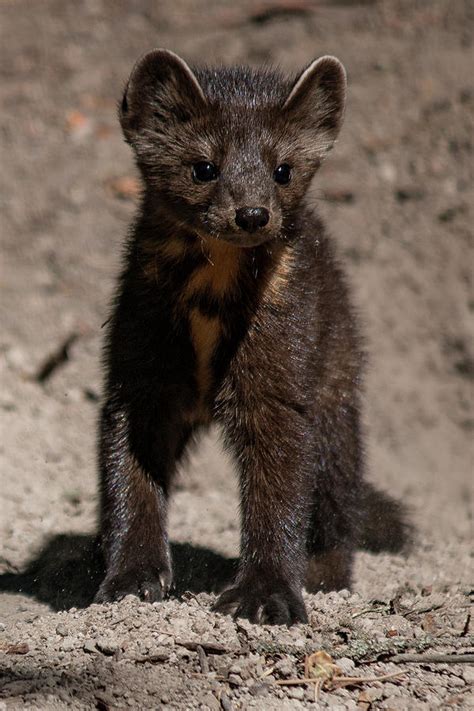 Playful Pine Marten Kit 2 Photograph By Teresa Wilson Fine Art America