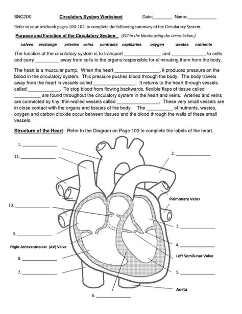 Anatomy Of The Heart Worksheet Answers