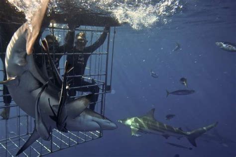 Shark Cage Diving Kzn Visit Kzn South Coast
