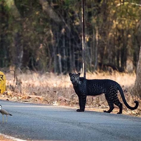 Top Wildlife Sanctuaries To Spot A Black Panther In India Black Leopard