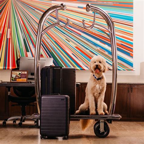 The 9 Most Pet Friendly Hotels In The Us Pet Friendly Resort Pet