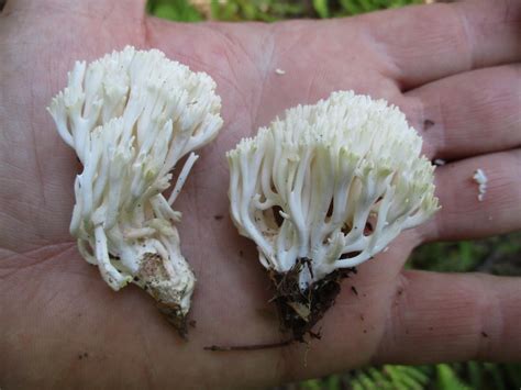 Is This White Coral Edible Identifying Mushrooms Wild Mushroom Hunting