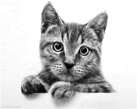 The grace and elegance of cats make them wonderful subjects to draw and sketch. 40 Great Examples of Cute and Majestic Cat Drawings - Tail ...