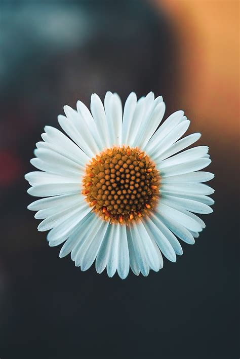 Daisy Flowers Wallpapers Wallpaper Cave
