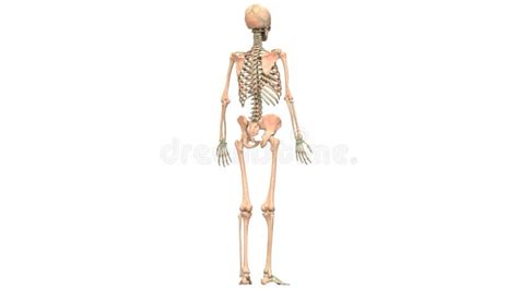 Menschlicher Körper Skelett System Knochen Verbindet Anatomie Stock