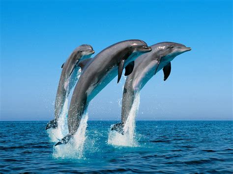 Uk Indymedia Many Reasons Dolphins Are Dying