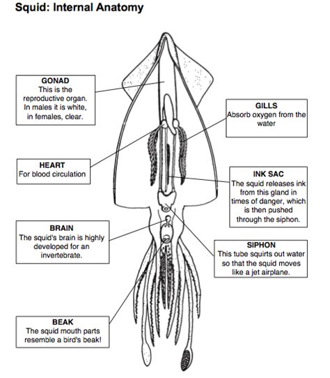 squid dissection prelab web assignment ms alyson walker  grade