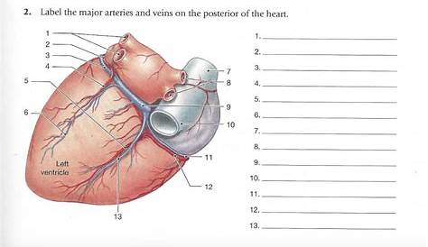 label arteries and veins worksheets