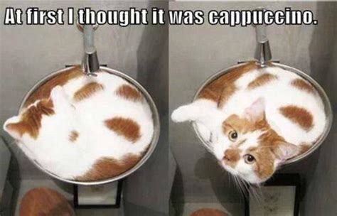 Catuccino If It Fits I Sits Know Your Meme