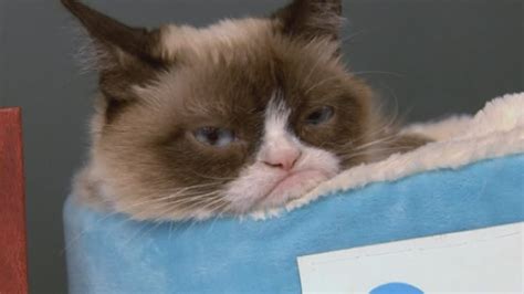 Frozen Grumpy Cat