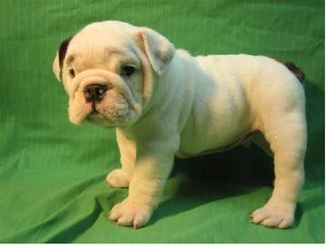 Looking for a puppies for sale or dog for adoption in minnesota, usa? Baby English Bulldog Puppies For Adoption know Pets from SAINT CLOUD Minnesota @ Adpost.com ...