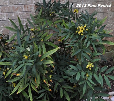 Plant This Chinese Mahonia For Foliage Follow Up Digging