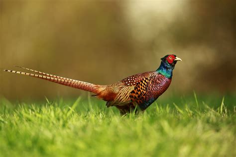 Join facebook to connect with femdi fasan and others you may know. Fasan Foto & Bild | tiere, wildlife, wild lebende vögel ...