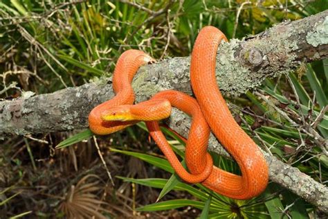 Everglades Rat Snake Rattenslang Rat Snake Snake Everglades