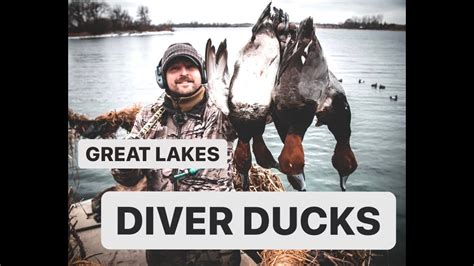Great Lakes Diver Duck Hunting Youtube