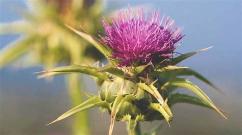 Milk Thistle For Reproductive Health Harcourt Health