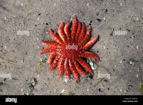 Sunflower Star Pycnopodia Helianthoides On Beach At Savary Island Bc In