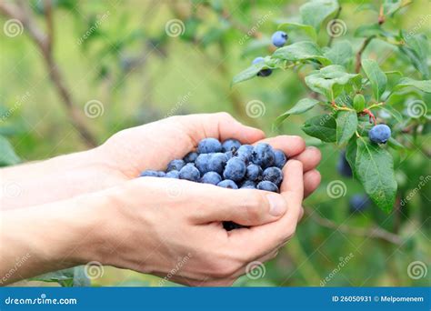 Picking Blueberries Stock Image Image Of Lifestyle Harvest 26050931